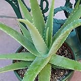 Pura y Serena, Fresca y Resistente, Armónica y Vital - Bulbos de Aloe Vera-2 Bulbos