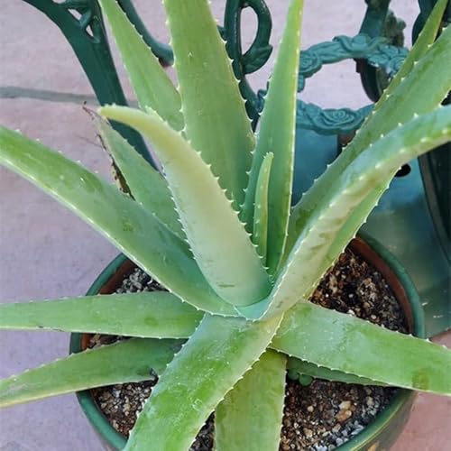 Pura y Serena, Fresca y Resistente, Armónica y Vital - Bulbos de Aloe Vera-2 Bulbos