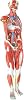 1/2 Life Size Resin Anatomical Human Torso Muscular Figure Model Human Muscle And Organ Model Human Body Model 27-Part Removable Organs And Muscle Anatomy For Medical Educational Training 80 cm