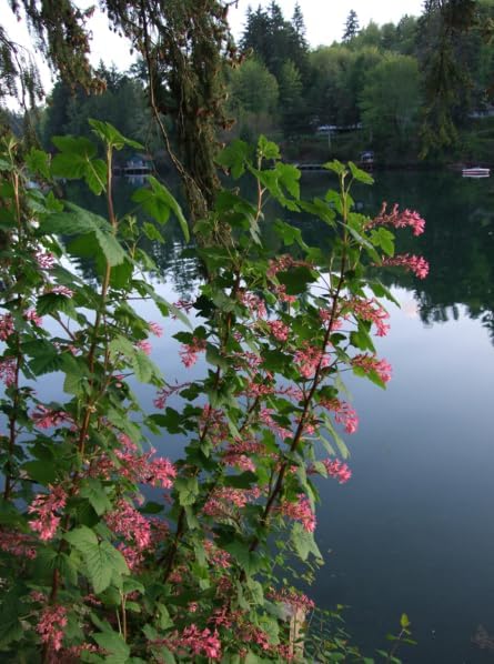 Red Currant Plant Live Rooted Starter Plant, Currant Bush Live Plant for Planting, No Ship to NC, WV, NH, Sweet Current Berry Fruits