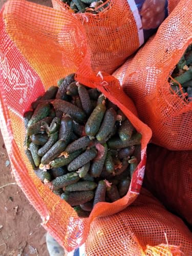 1.000 Sementes Importadas Pepino Hibrido Kybria F1 Topseed