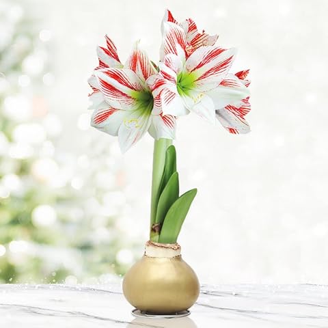 Gingerbread Amoice Waxed Amaryllis Flower Bulb with Stand, No Water Needed Cover