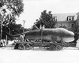 Gigantic 45 ft. Whale Shark Fishing 1913 11x14 Photograph Photo Print