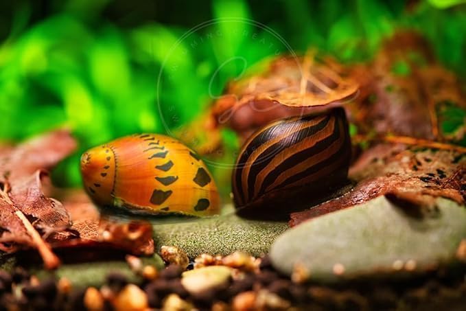 Swimming Creatures™ Zebra & Tiger Nerite Snail Combo Pack, Freshwater Aquarium Snail Live (3 Zebra & 3 Tiger Nerite Snail)