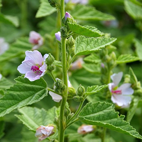 Outsidepride Perennial Althaea Officinalis Marsh Mallow Herb Garden Plants - 1000 Seeds #TOP1