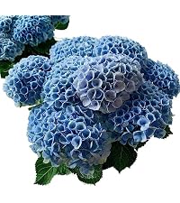 Amazon｜[Sakuya(咲屋)] あじさい 鉢植え アジサイ 紫陽花 父の日 鉢物