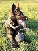 Dingo Gear Weicher Echtlederball mit Griff für das Beißtraining, Ø 11 cm, Hundespielzeug zum Apportieren und Belohnen, zufällige Auswahl
