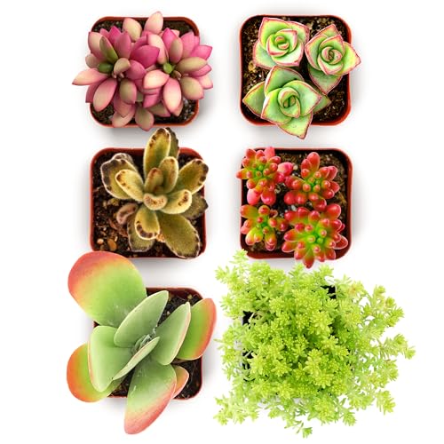 Shop Succulents Endless Summer Succulent Pack Collection - Live Mini Succulent Plants, Low Maintenance, Colors & Textures - Wedding and Party Favors, Gift & Garden, Pack of 6