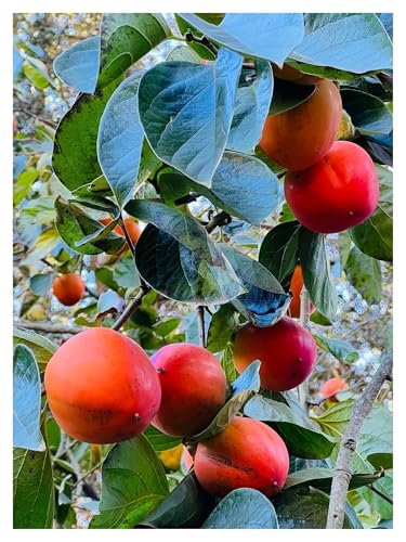 The Organic Hachiya Persimmon Fresh Fruits are Beneficial for Health-Conscious
