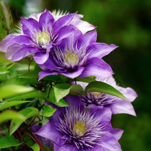 Clematis 'Multi Blue' - Double-Flowering Hardy Shrub with Stunning Deep Blue Blooms – 1x 3 Litre Potted Plant by Thompson & Morgan