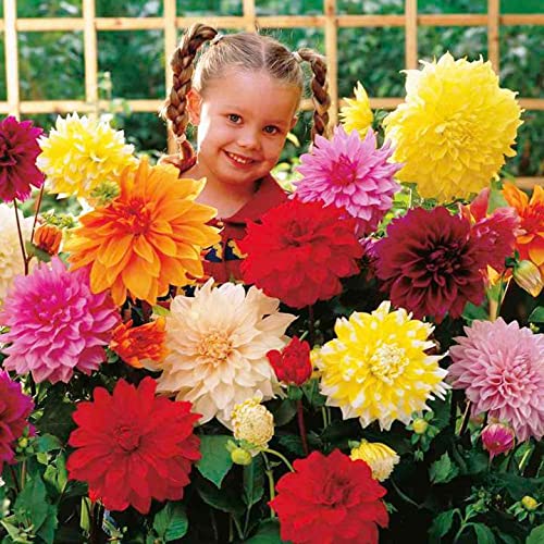 KIRA SEEDS - Seeds Double Dahlia Mix - Annual Flowers for Planting - GMO Free