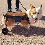 UrbanUp Hunderollstuhl Leichter, Verstellbarer Haustierwagen, Gehhilfe für Kleine und Mittelgroße Hunde für Corgis, Französische Bulldoggen, Rollstuhl für Behinderte/Verletzte Katzen(Size XS)