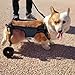 UrbanUp Hunderollstuhl Leichter, Verstellbarer Haustierwagen, Gehhilfe für Kleine und Mittelgroße Hunde für Corgis, Französische Bulldoggen, Rollstuhl für Behinderte/Verletzte Katzen(Size XS)