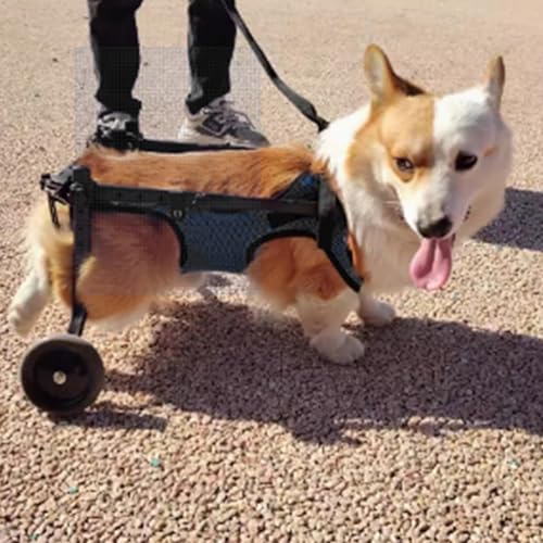 UrbanUp Hunderollstuhl Leichter, Verstellbarer Haustierwagen, Gehhilfe für Kleine und Mittelgroße Hunde für Corgis, Französische Bulldoggen, Rollstuhl für Behinderte/Verletzte Katzen(Size XS)