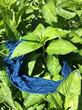 Indigo Seed Packet