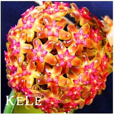 Bloom Green Co. Nuevo Fresh Hoya Bonsai, planta en maceta hoya carnosa flor flores jardín de casa, 100 pcs/Lote, MNH4AV: 21 Cover