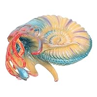 オウムガイ　ハーフカット　額入 オウムガイ ハーフカット 額入 - メルカリ