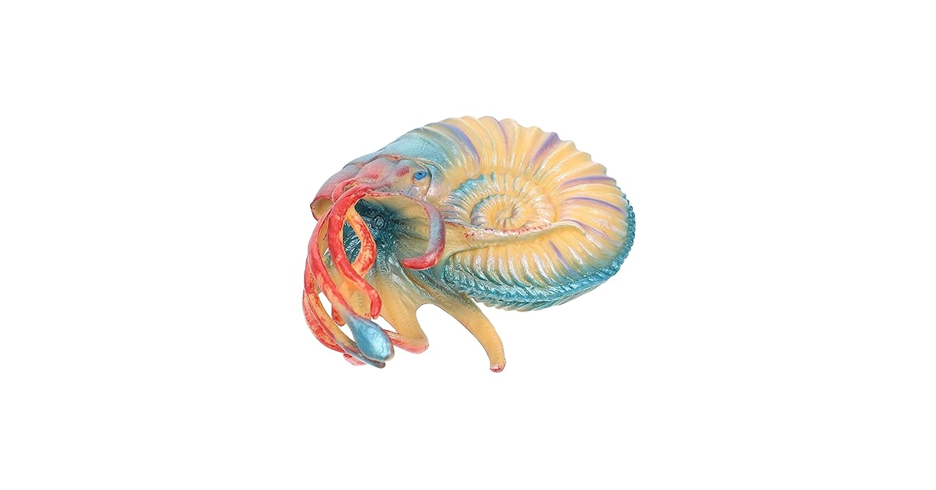 Amazon.co.jp: Alasum 模擬 オウムガイ 巻貝 ジュエリー 貝殻