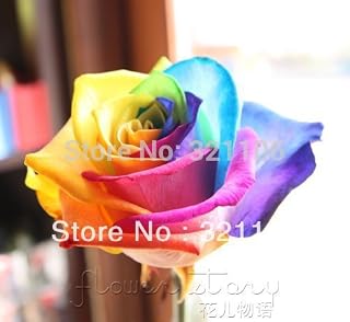 Rainbow Rose, Negro Rose, Blue Rose etc. 9 colores DIY jardinería Balcón y patio fragante flor de Bonsai planta de la decoración