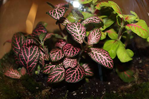 Foto von Growing Concepts DIY Nachhaltiges Ökosystem Flaschengarten Erlenmeyerkolben mit Kork Medium - Botanische Mischung - H26xØ22cm