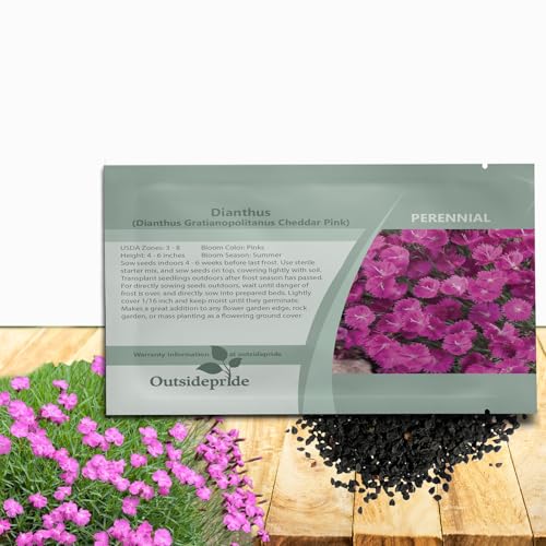 Outsidepride Cheddar Pink Dianthus Seeds for Planting - 1000 Pcs Easy to Grow & Hardy Perennial Flower Seeds with Colorful & Fragrant Blooms for Mixed Plantings, Containers & Pollinator Gardens