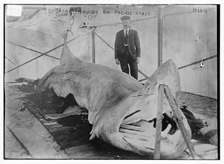 HistoricalFindings Photo: Shark Caught on Pacific Coast,Man Smoking Pipe,Bashing? Shark,Bain News