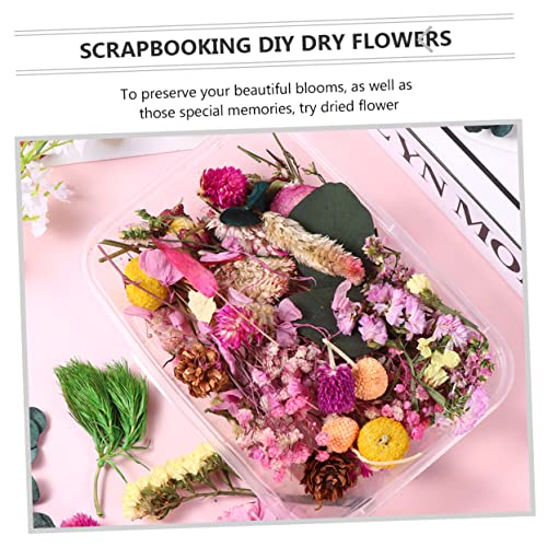 Flores secas naturales decorativas para manualidades DIY miniatura 5