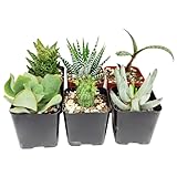 Mix de 6 Suculentas Mini Plantas Fáciles de Mantener tanto en Interior como en Exterior