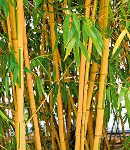 Consejos y comparativas para Comprar Plantas bambú gigante Top cinco. 6 Imagen adicional