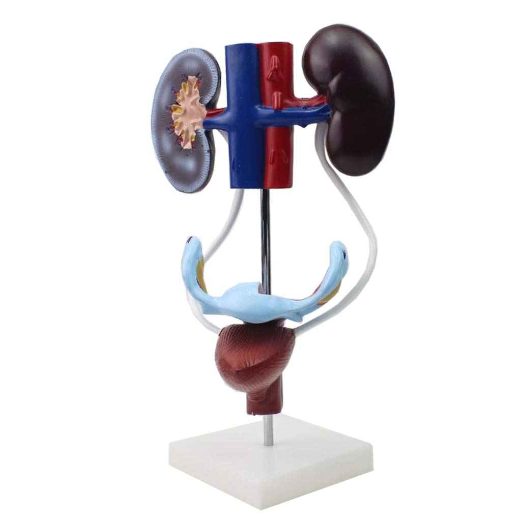 Sjdopulse Women's Genitourinary System Model - Human Organ Anatomical Model Urinary Model - Medical Anatomical Kidney Uterine Bladder Model - For Medical Educational Training Aid