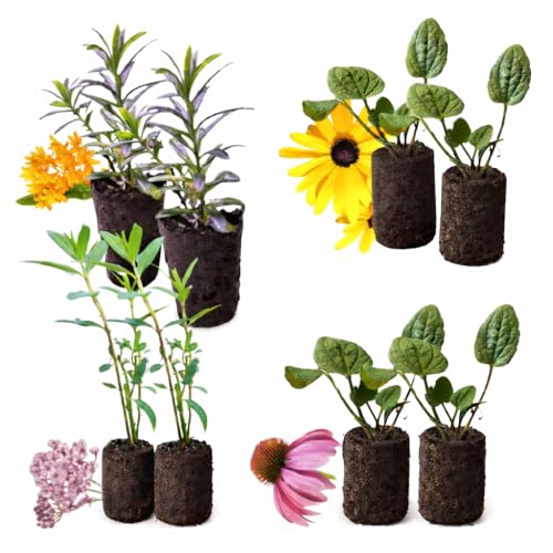 Pollinator Garden Live Plant Collection 8 Perennial Live Plants | Butterfly Weed Swamp Milkweed Purple Coneflower & Black-Eyed Susan | Attract Monarchs Bees & Hummingbirds | Native Perrenials