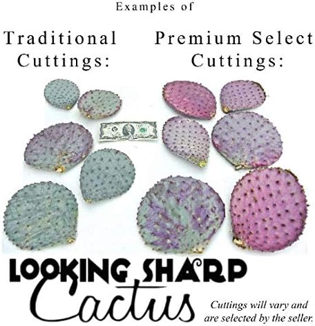 Purple Cactus - 3 Prickly Pear Pads - Opuntia Santa-Rita (Traditional)