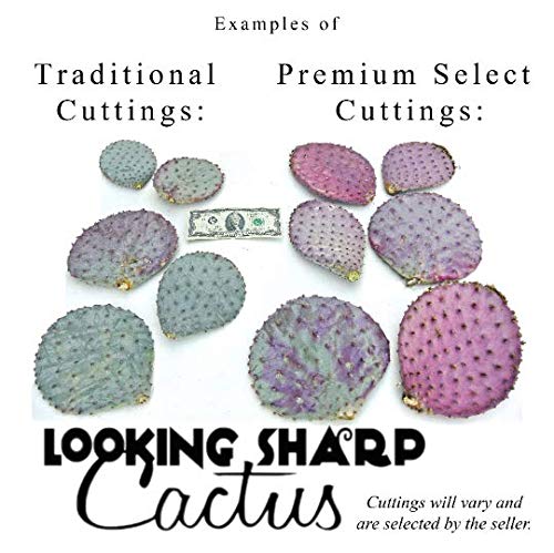 Purple Cactus - 3 Prickly Pear Pads - Opuntia Santa-Rita (Traditional) #TOP2