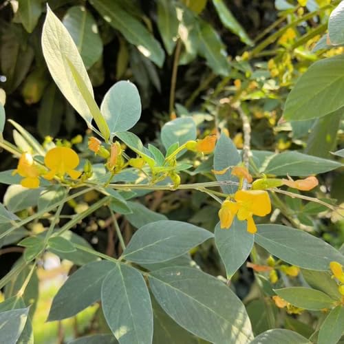 semi di fagiolo selvatico biologici di vecchie varietà fagiolini fagioli, aiuole rialzate per giardino, fagiolo da giardino resistenti perenni 25pcs