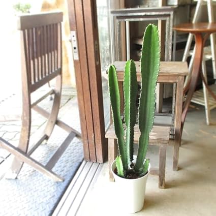 Woywtqede62l M Woywtqede62l M