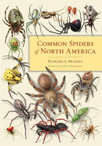 12 Best Spider Identification Books Of All Time Bookauthority