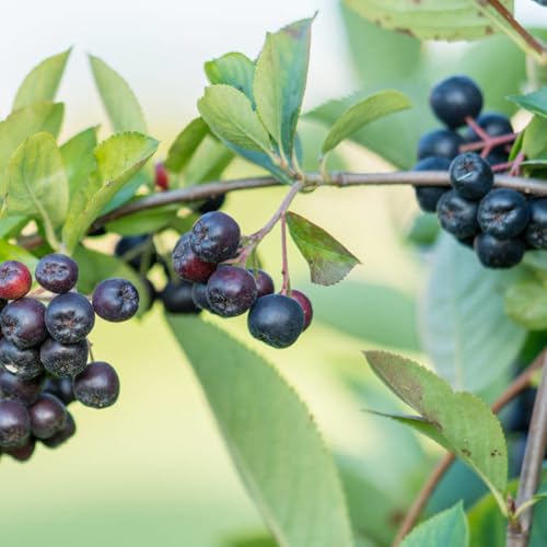 Semi di aronia, bacche di aronia, semi da frutto da balcone frutto colonnari melanocarpa, Cespuglio bacche, raro frutteto colonnare vecchie varietà 80pcs