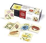 memory spiel drucken  Seemann Henschel GmbH Maria Sibylla Merian. Memo: Gedächtnisspiel mit 36 Motiven Einer außergewöhnlichen Künstlerin