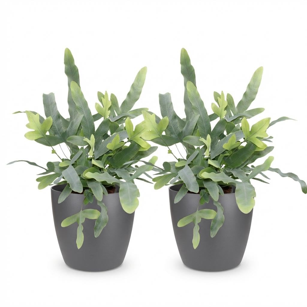 Phlebodium aureum Blue Star Blauer Farn 2er Set 12cm 25cm