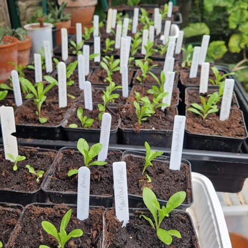 Seeds, Soil & The New Plot