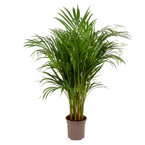 Plante d'intérieur de Botanicly - palmier d'Arec - Hauteur: 80 cm - Dypsis lutescens Cover