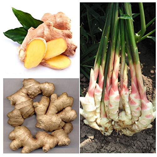 100 pcs/Bag Balcony Organic Ginger Seeds Vegetables Potted Seeds for Four Seasons Plant