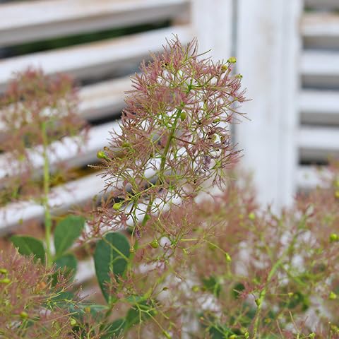 SY1スモークツリー白花接木高さ70cm6号鉢物大苗ヤングレディR SY1スモークツリー白花接木高さ70cm6号鉢物大苗ヤングレディR