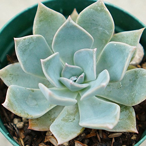 Ws^[ 7.5cm|bg A GPxA Echeveria 'Jupiter' Y  ϗtA CeAO[ 񂹐A ke 1{ 1