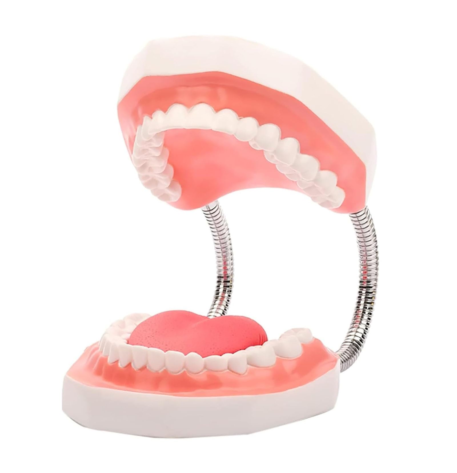 Dental-Demonstration, 6-Fach vergrößertes Zahnmodell mit Abnehmbarer Zungenbürste für Kinder und zahnärztliches Mundpflege-Lehrmodell