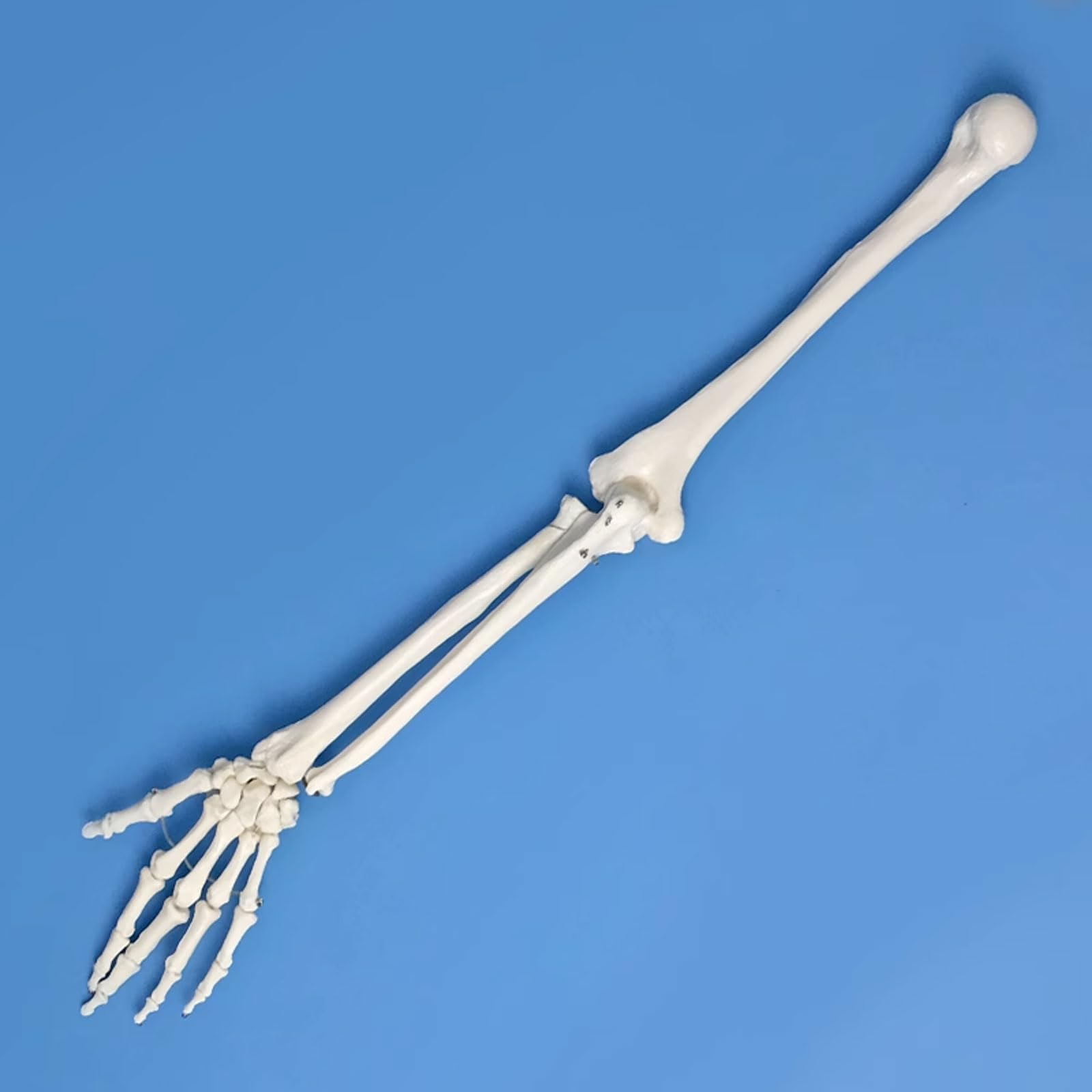 1: 1 Anatomiczny szkielet łopatki ludzkiej górnej kończyny Model Medyczne materiały dydaktyczne Model ramienia Zasoby medyczne