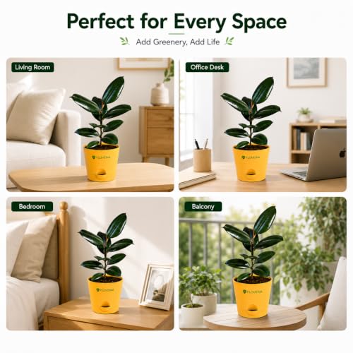 Image of Rubber Plant Indoor Live Plant with Pot | Natural Air Purifying House Plant | Low Maintenance Indoor Plant for Home & Office | Decorative Ficus Elastica Live Plant for Living Room