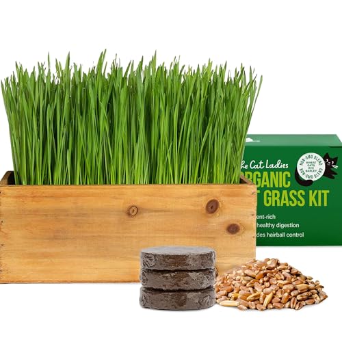 The Cat Ladies Cat Grass Kit with Rustic Wood...