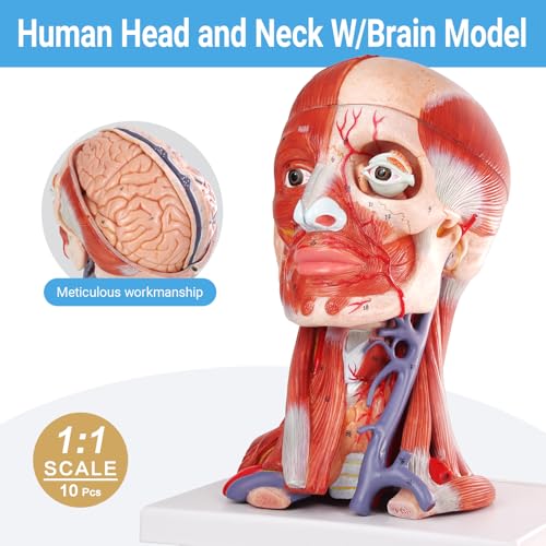 Image of 2026 New 10 Parts Life Size Human Head and Neck W /Brain Model, Numbered Anatomical Head and Neck Muscle with Vessels Nerves and Brain Model for for Medical Teaching Science Learning Education Tool
