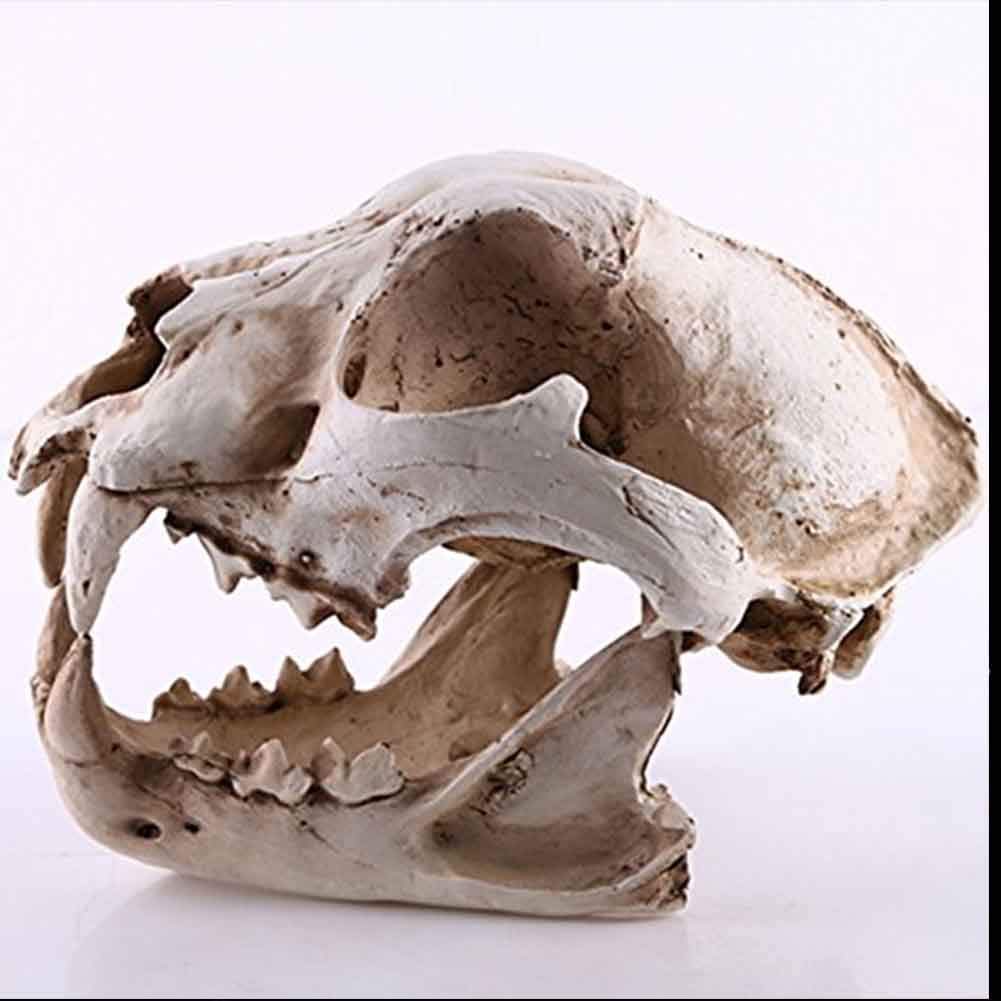 Modello di Ossa finte di Teschio di Cane - Modelli anatomici Animali Forniture educative, Modello didattico per visualizzazione di studi veterinari - Strumento didattico Ornamento per la casa per l